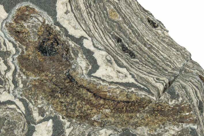 Oligocene Fossil Clupeoid Fish (Beksinskiella) - Poland #320621